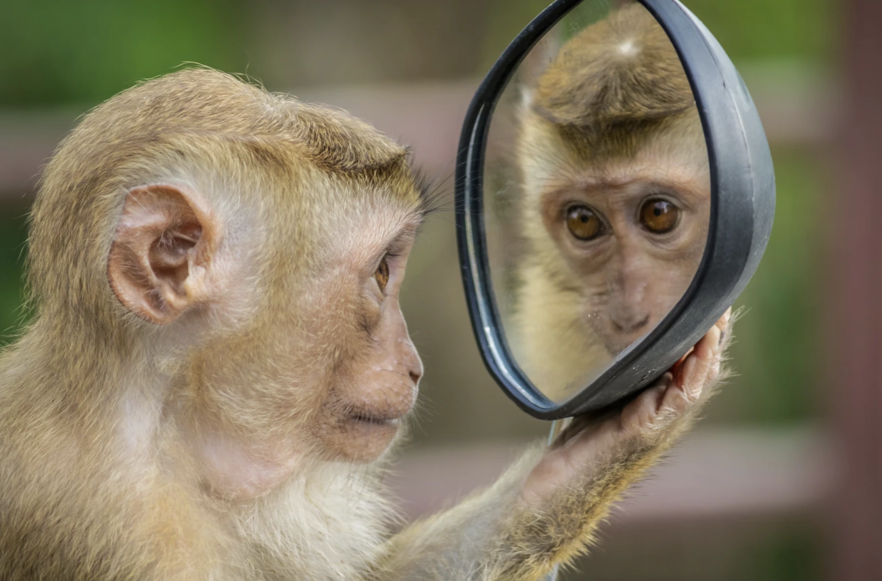 IA Supera Humanos na Análise de Rostos de Animais Para Estresse e Dor, Potencialmente Melhorando o Bem-Estar Animal