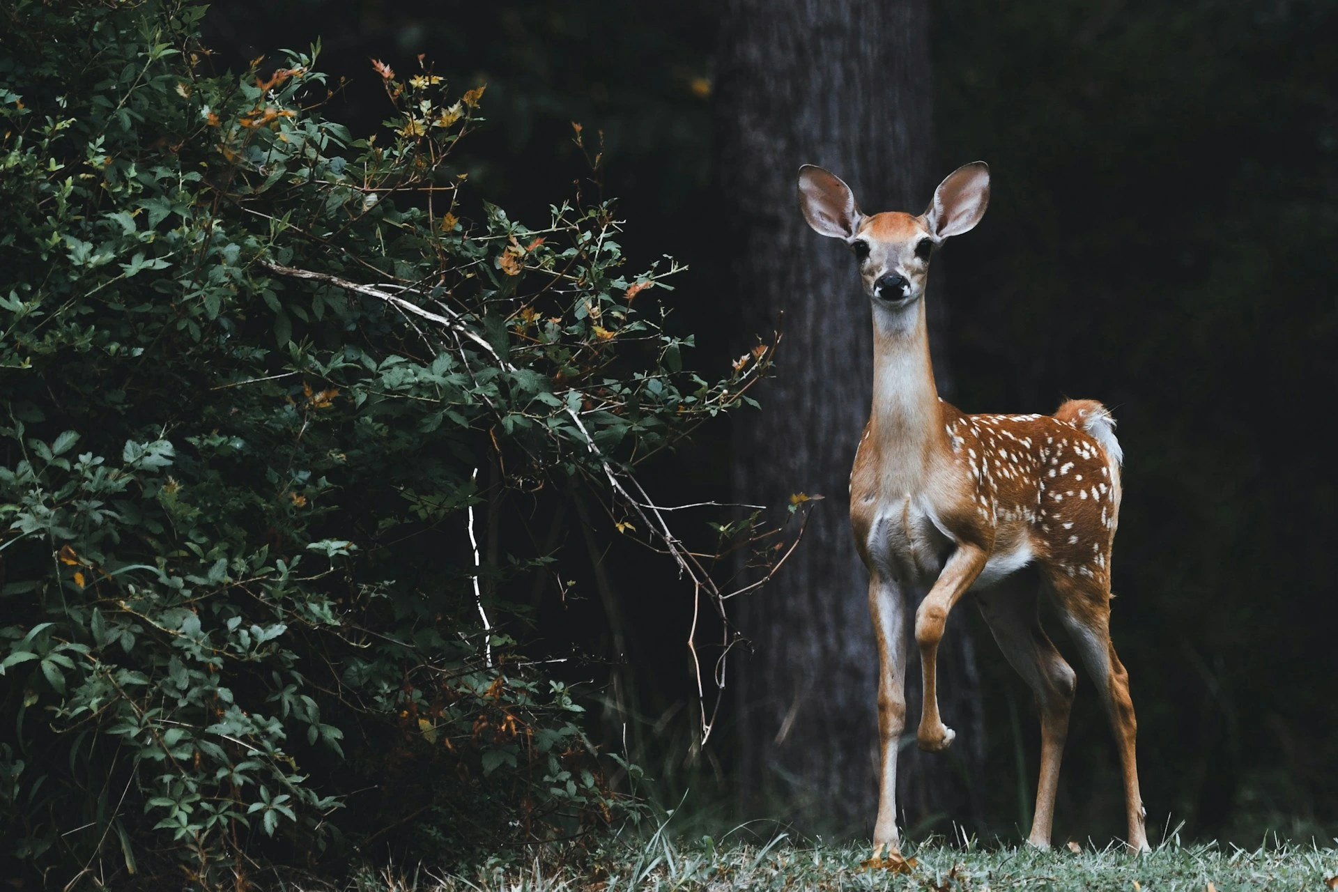 O Google Lança SpeciesNet, Uma IA de Código Aberto para Identificação de Vida Selvagem