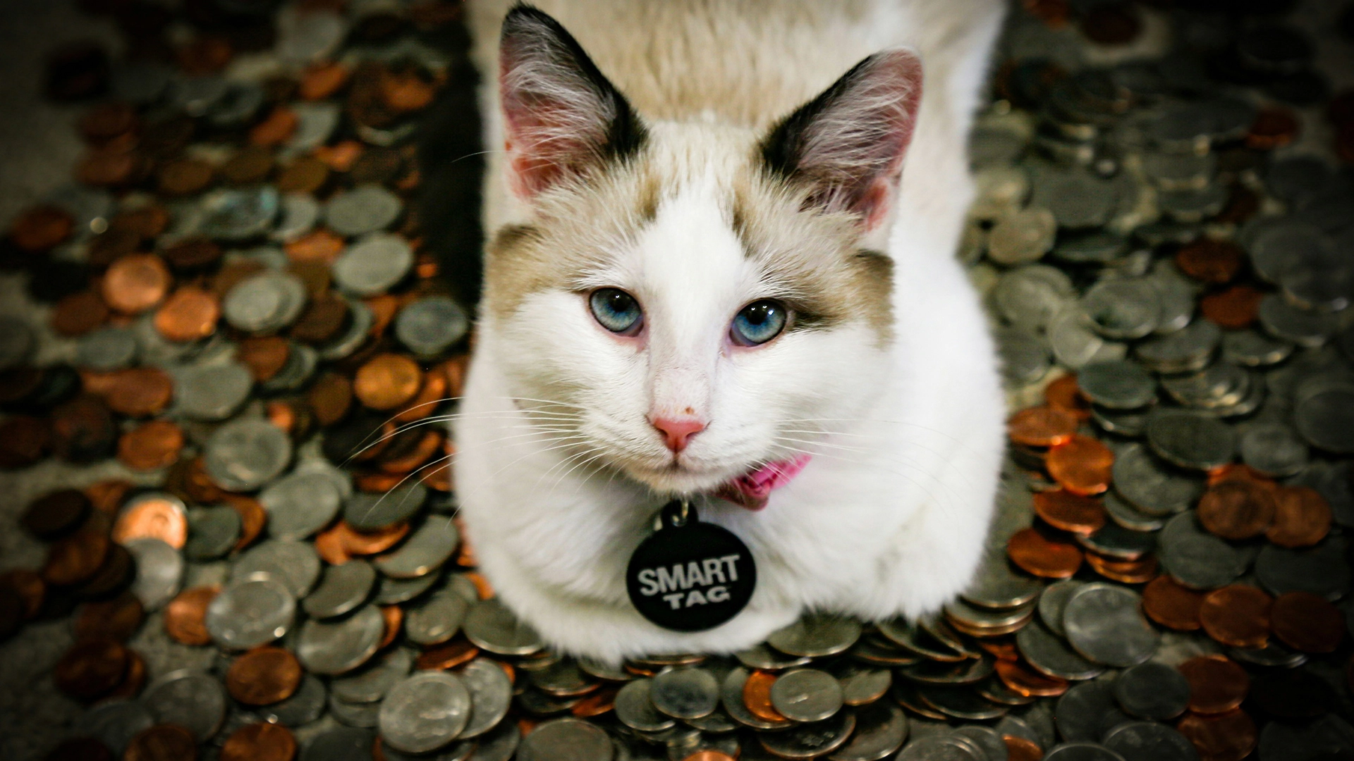 O Microchip do Seu Gato Pode Espalhar Malware, Advertem os Pesquisadores