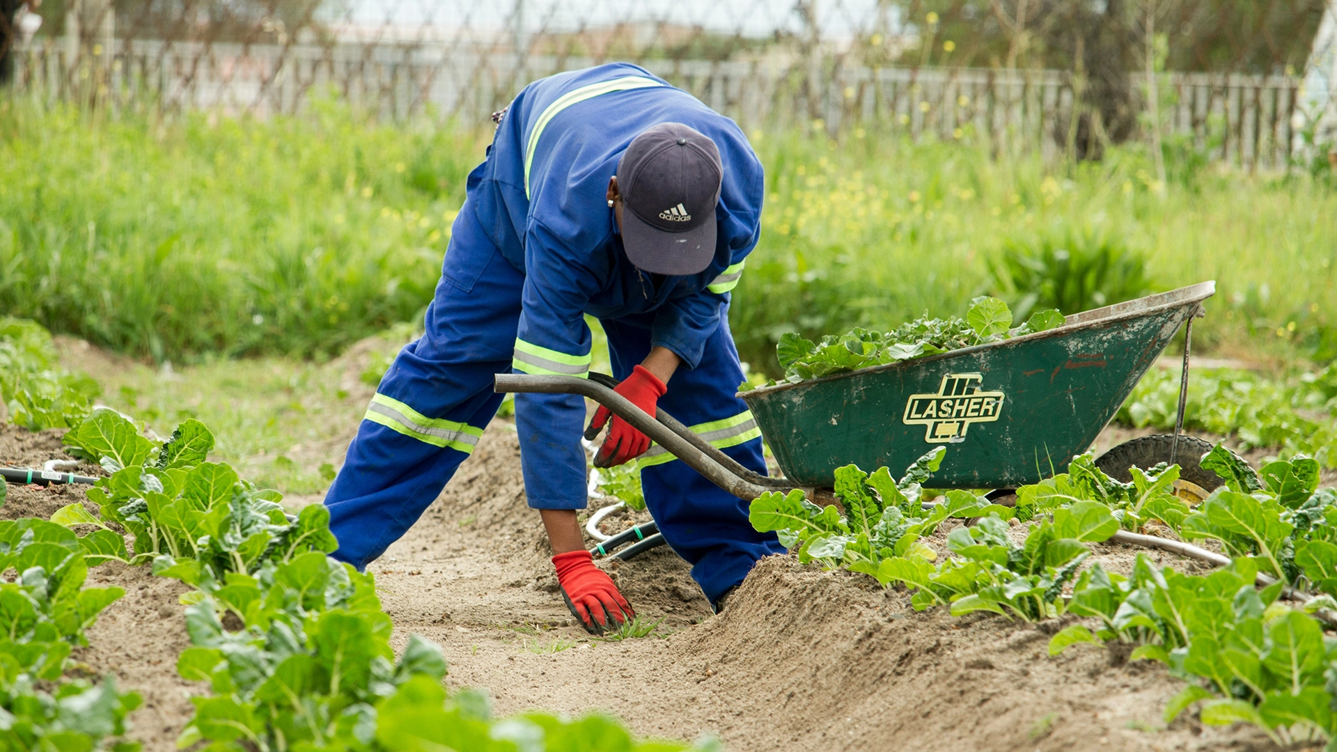 Previsões de Tempo por IA Podem Ajudar Agricultores a Combater Riscos Climáticos, Mas Trazem Novas Preocupações